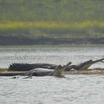 Taj Mahal With Chambal Safari