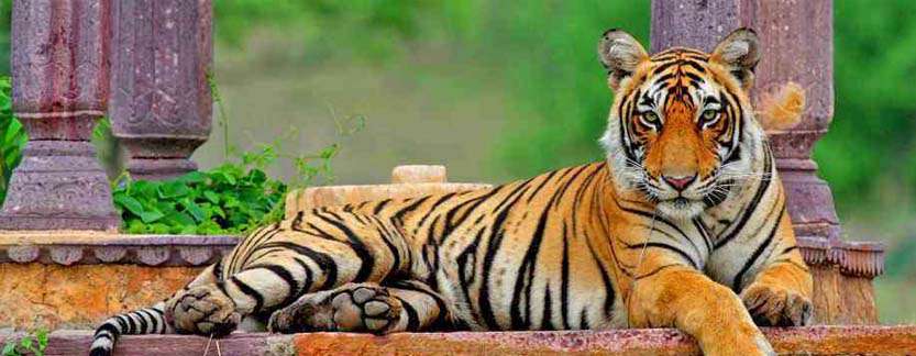 golden triangle tour with tiger safari