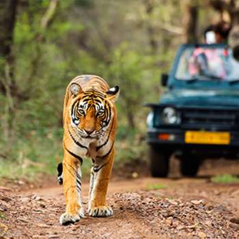 Golden Triangle Tour With Tigers 7 Days