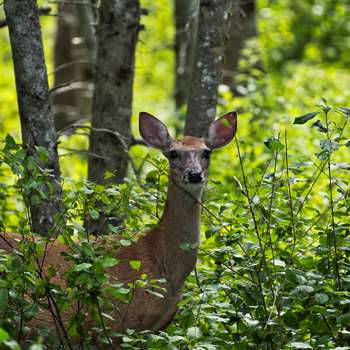 Agra Tour with wildlife