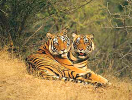 Tour del triangolo doro con Ranthambore