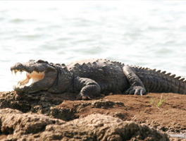 Tour del Taj mahal con safari nel Chambal