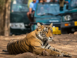 Tour del triangolo doro con safari alle tigri in India