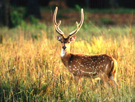 Tour del Taj Mahal con Wildlife SOS
