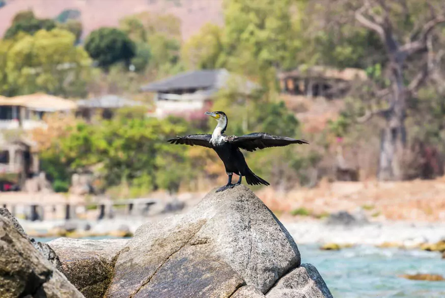 3-day Bharatpur Ranthambore tour from Agra