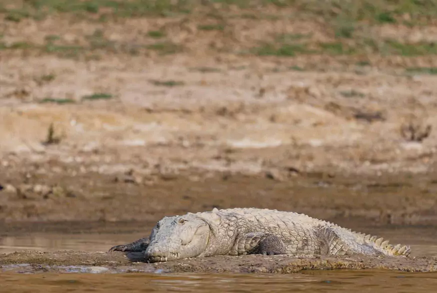 Taj Mahal Tour with Chambal Safari