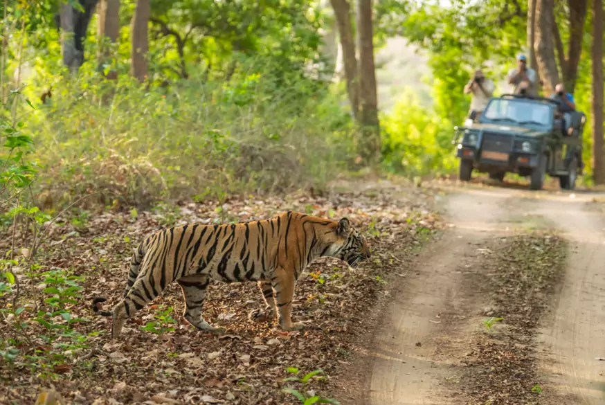Rajasthan Wildlife Tour