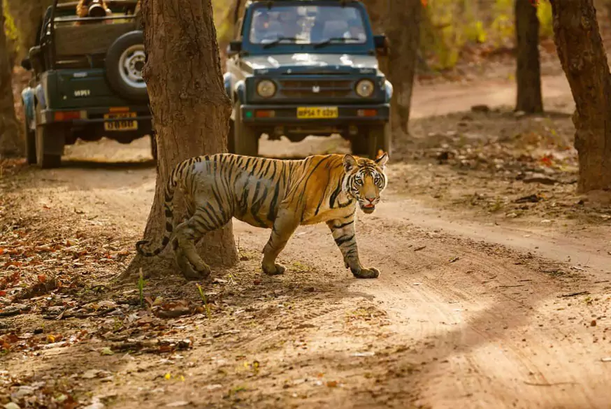 Tour del Triangolo d’Oro con Ranthambore