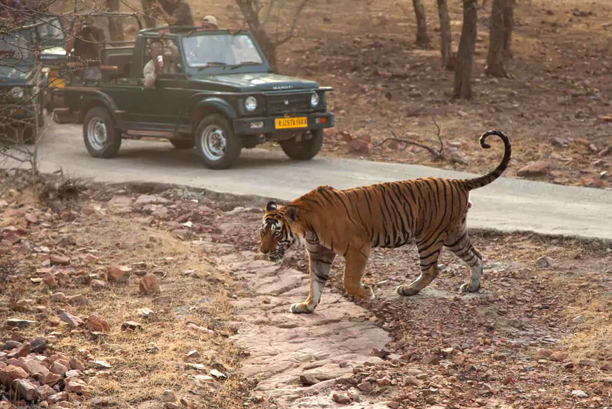 Ranthambore Tour from Agra