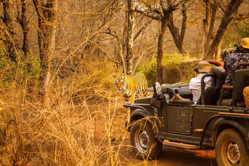 Tour del Triangolo doro con Safari alle Tigri in India