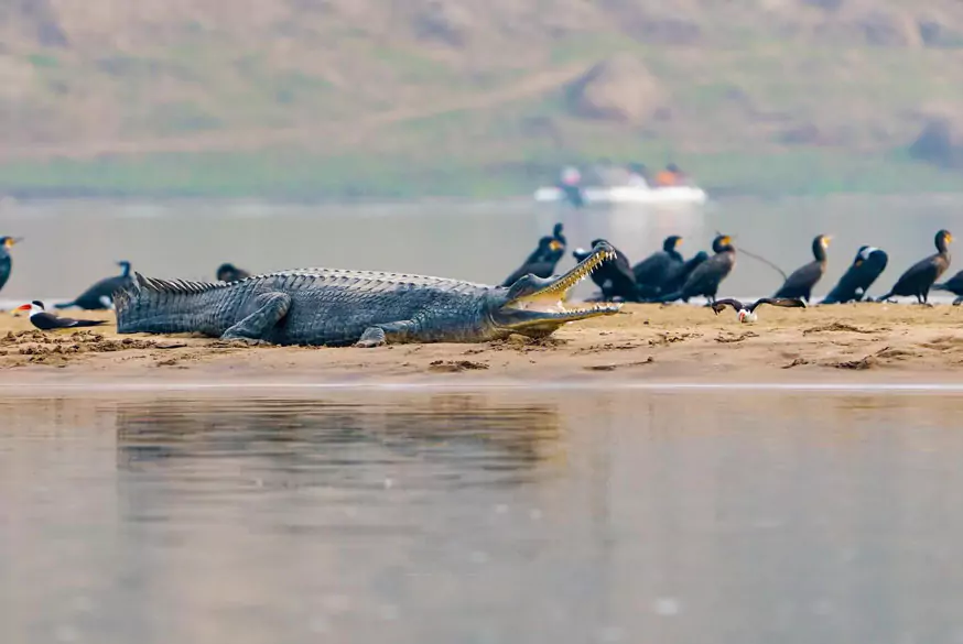 Tour del Taj Mahal con Safari nel Chambal