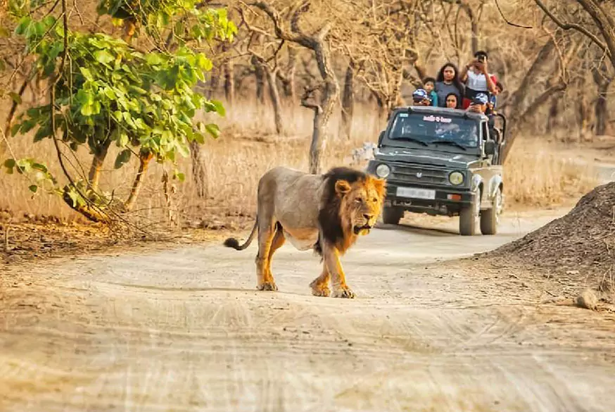 Sasan Gir with Diu Tour from Ahmedabad